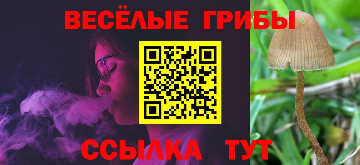Черняховск  Галлюциногенные грибы Psilocybe  Вход с VPN 